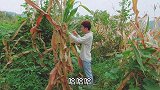 农忙季节一天高强度收玉米，中午简单吃碗饭配豆干，累了吃撒都香