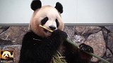 搞笑的熊猫良浜动不动就开启停顿模式，摆好pose供粉丝拍照