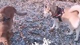 狗狗：你要干嘛，耍流氓啊