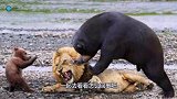 狮子强势袭击黑熊，没想到遭黑熊反击！镜头拍下精彩过程