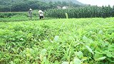 兄弟俩第一次炖牛大骨吃，大火炖两小时，大口吸牛骨髓，太过瘾了