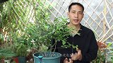 蓝莓叶片有这些颜色，影响挂果数量，记住这3个处理方法