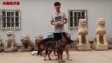 平背德牧和东德一见面就打架，同是动力之王，谁会更胜一筹呢？