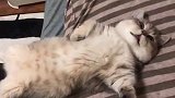 猫的迷惑行为 大家醒来的时候也这样吗