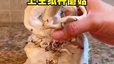 卫生纸种蘑菇，长的还真不赖