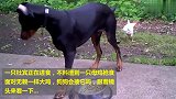 杜宾正在进食，一只母鸡来抢食，当狗真的太难了！