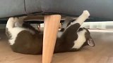 狸花猫：保证地面不留下一个脚印！