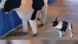 狗，难道我是牛不是狗
