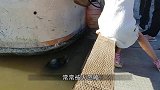 男子近距离爬树看犀牛，不料犀牛突然冲过来，直接撞断树干！