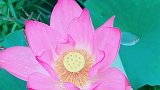 荷（清库）