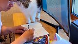 事实证明，磨人是不分物种的，我家的猫也可以在我工作的时候一个