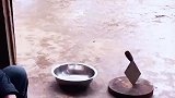 狗狗彻夜未归，主人提前摆好刀具，狗狗回到家后的反应亮了