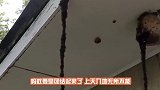 罕见画面狼蛛鹰大战狼蛛，镜头放大才看的清晰