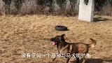 狂野战士马犬，它是终极工作犬之王，农户家的看护犬首选对象
