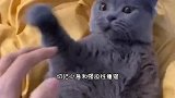 如何科学撸猫
