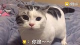 猫咪会说话了