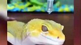 原来守宫的皮肤这么防水