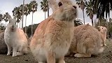 澳洲让百亿只兔子折腾几十年，还动用了生化武器，为什么不吃呢？