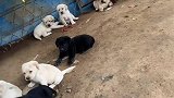 猪圈出生一窝拉布拉多，这么可爱居然没人喜欢我
