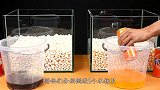 可乐和芬达哪个更刺激？老外用曼妥思测试，结果很意外！