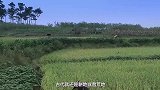 古代土地那么多，农民为何不自己开垦荒地，而是给地主打工受气
