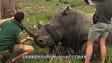 生活在海洋的神秘生物，长牙比黄金贵十倍，一根就能买下一座城堡