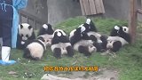 比熊猫还要珍贵的动物，全世界仅存5头，被武警贴身保护