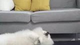 妈妈，我一定不是亲生的，肯定是从哪捡来的