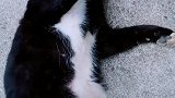 爱撒娇打滚的猫咪