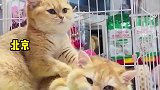 萌化了两只猫咪互相按摩，画面超治愈