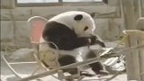 熊猫国收获了一张躺椅, 躺着晒太阳