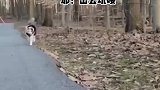 是不是跟邻居家二哈学的