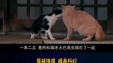 2只猫咪却让30万人飙泪，一部岛国萌系电影