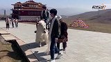 蔡徐坤《奔跑吧》青海露头  骑牦牛弱小无助可可爱爱