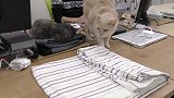 办公室里养猫,猫:老板不在,今天派我们来监工