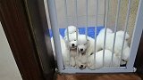 今天猫叔叔带娃！萨摩耶布宝