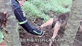 没想到将兔子放生，结果放生变成杀生，镜头记录全过程