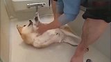 铲屎官给柴犬洗澡,我见过最配合洗澡的狗子了,乖得不像话!
