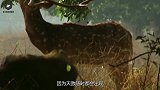 刚出生的小鸵鸟被鬣狗盯上，鬣狗准备下口时，回头一看却拔腿就跑