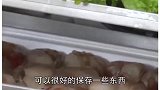 科学家在冰层中发现的史前生物