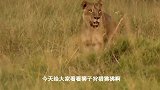 狮子VS狒狒，聪明的狒狒真的是无所畏惧，超出了我的想象！