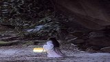 彭十六小姐姐这是什么神仙颜值，好美