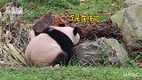 熊猫社区只给你一个背影都无敌可爱