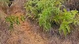 小牛犊听到母牛声音，一路狂奔，小姐姐拉都拉不住