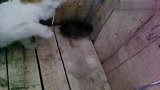当猫咪遇上大老鼠 各种纠结