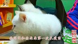 双胞胎小猫第一次打针表现真刚，当面咱别丢脸，回家再唱朋友别哭