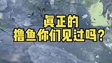 真正的撸鱼你们见过吗