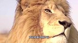 非洲人是如何驯服鬣狗的？短短一分多钟的视频，看得满满的心酸