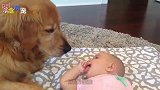 主人让金毛陪小宝宝玩,金毛生无可恋狗生无法承受的重量!