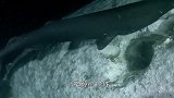 科学家首次拍到“鲸落”，鲸鱼骨架上爬满章鱼，场面壮观！